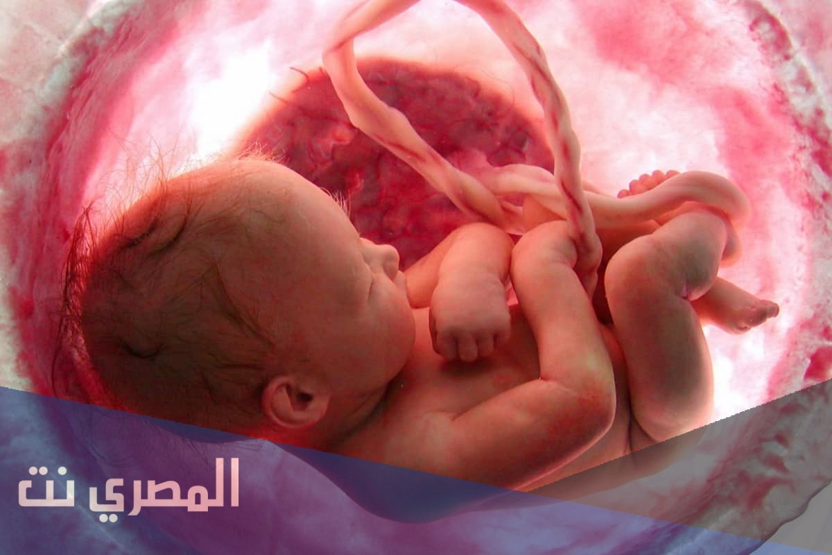 صور أين يكون الجنين في الشهر الثاني