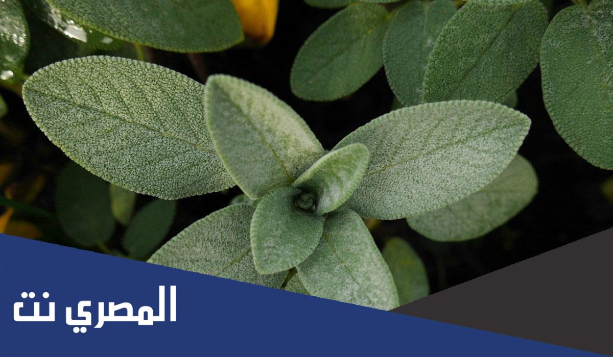 فوائد المرمية الصحية وكيفية تحضيرها