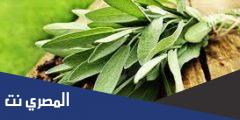 فوائد الميرمية للنساء والحوامل