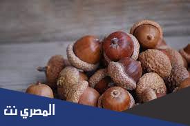 فوائد ثمرة البلوط للبشرة والصحة