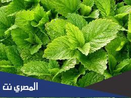 فوائد عشبة الترنجان للبشرة والصحة