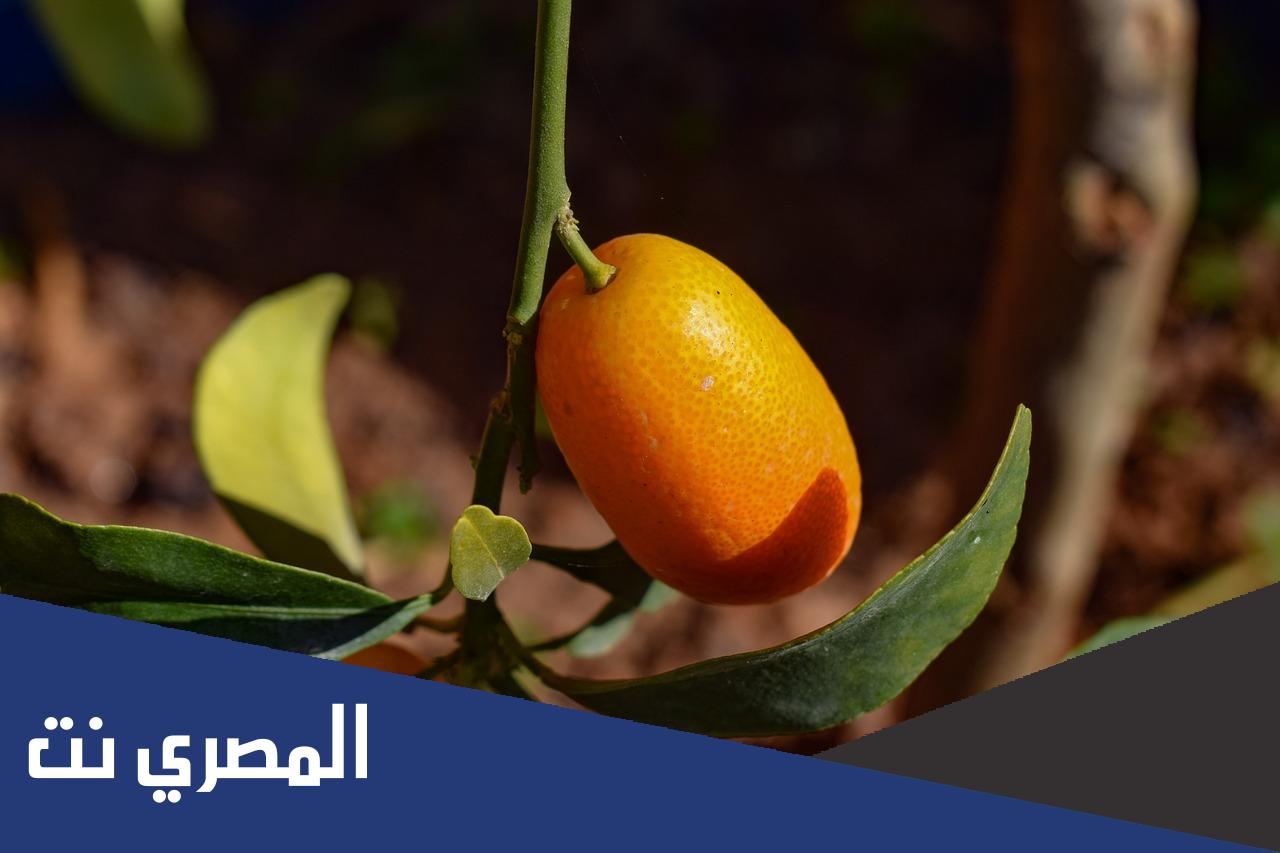 فوائد فاكهة الكمكوات