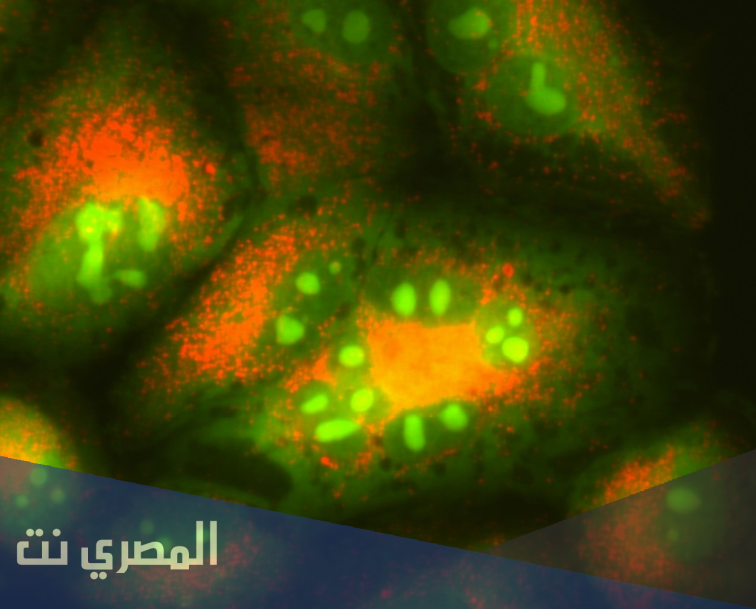 كيفية تفعيل الالتهام الذاتي للتخلص من السموم مع توضيح خاصية الالتهام الذاتي