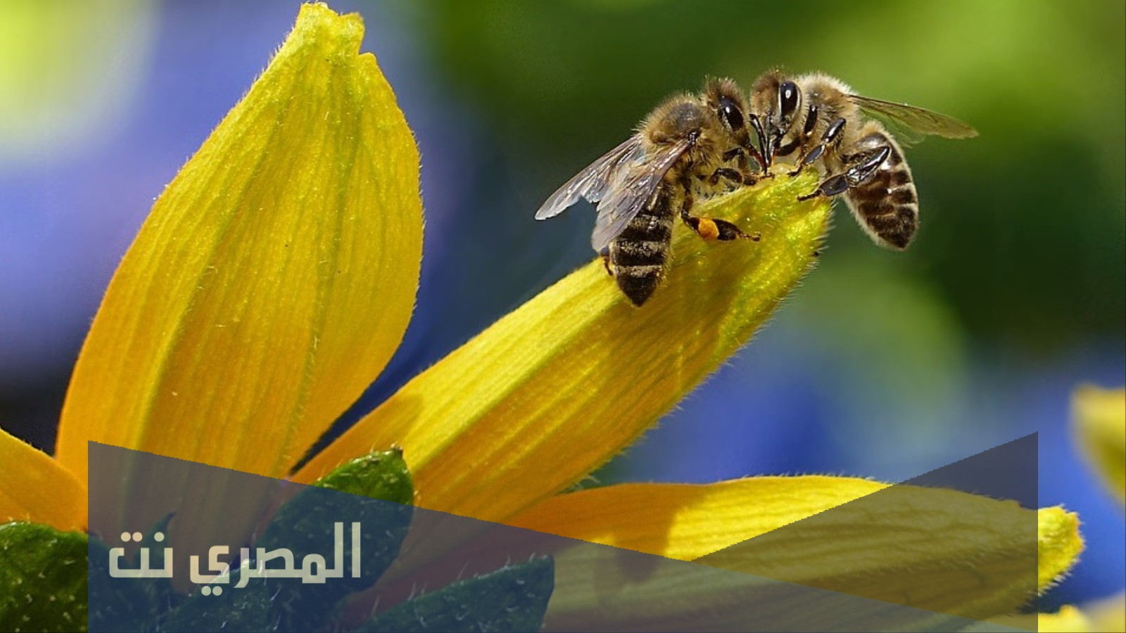 ما اسم المكان الذي يعيش فيه النحل