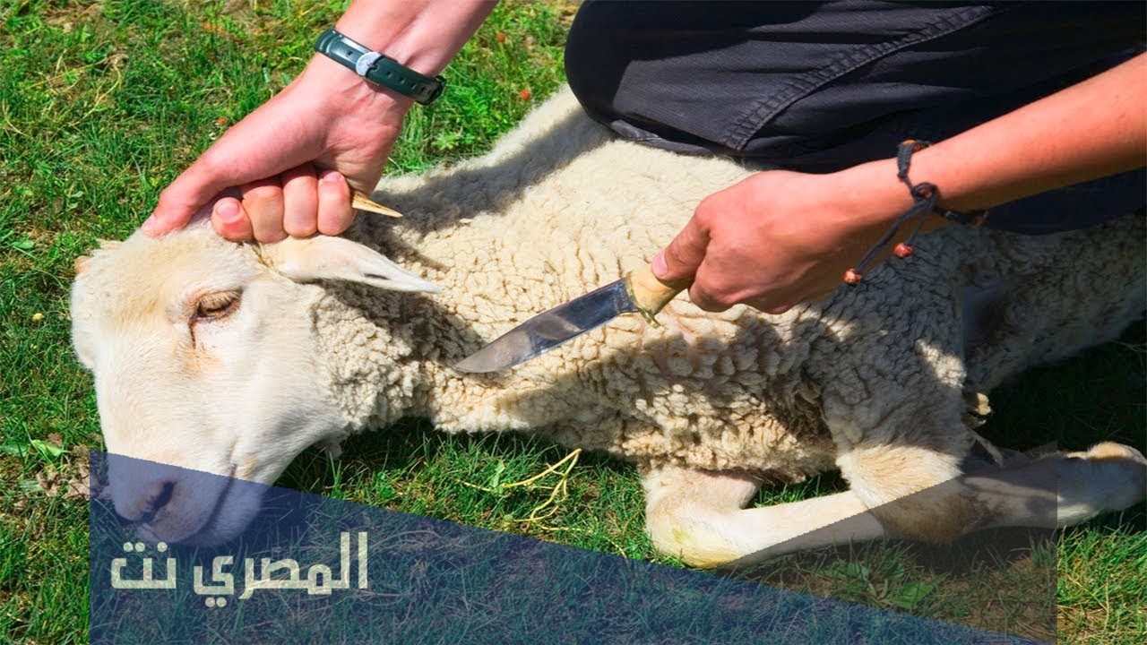 ماذا يقال عند ذبح الأضحية من أدعية الرسول صلى الله عليه وسلم