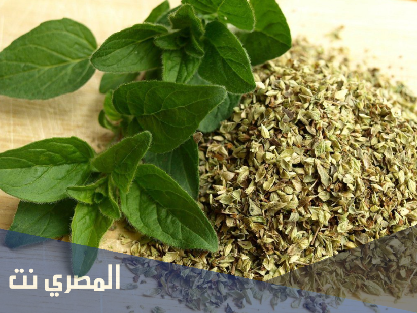ماهي فوائد الزعتر على الجسم