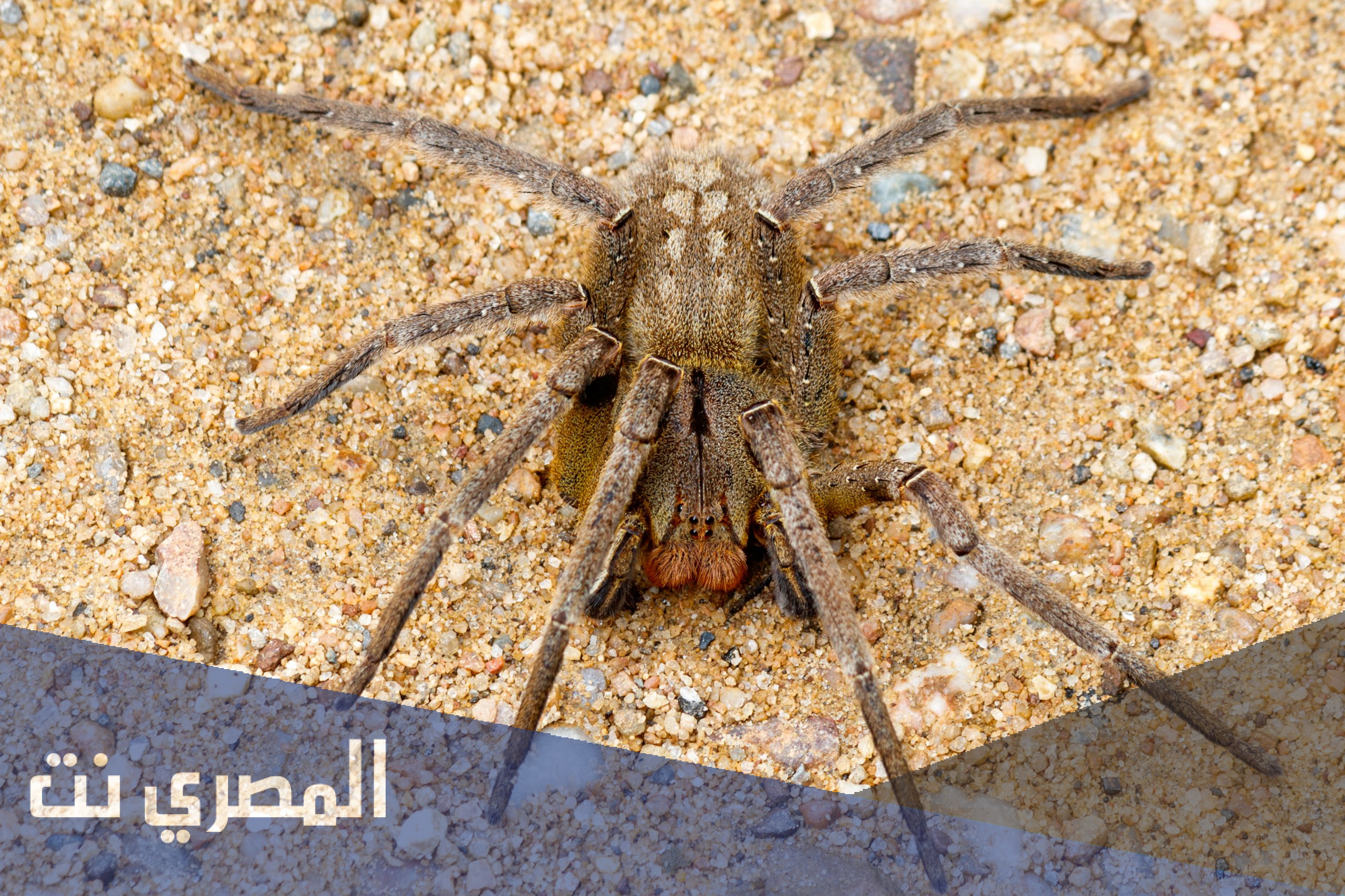 معلومات عن أنواع العناكب السامة والغير سامة