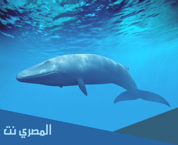 هل صوت الحوت من علامات الساعة
