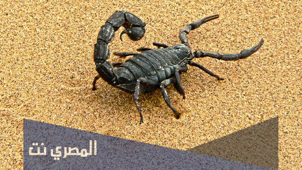ما هو تفسير حلم العقرب في المنام