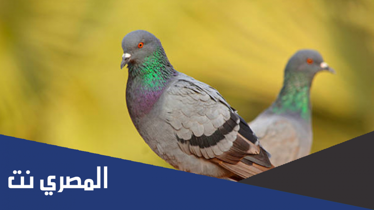 معلومات عن اليمام المصري وأنواعه
