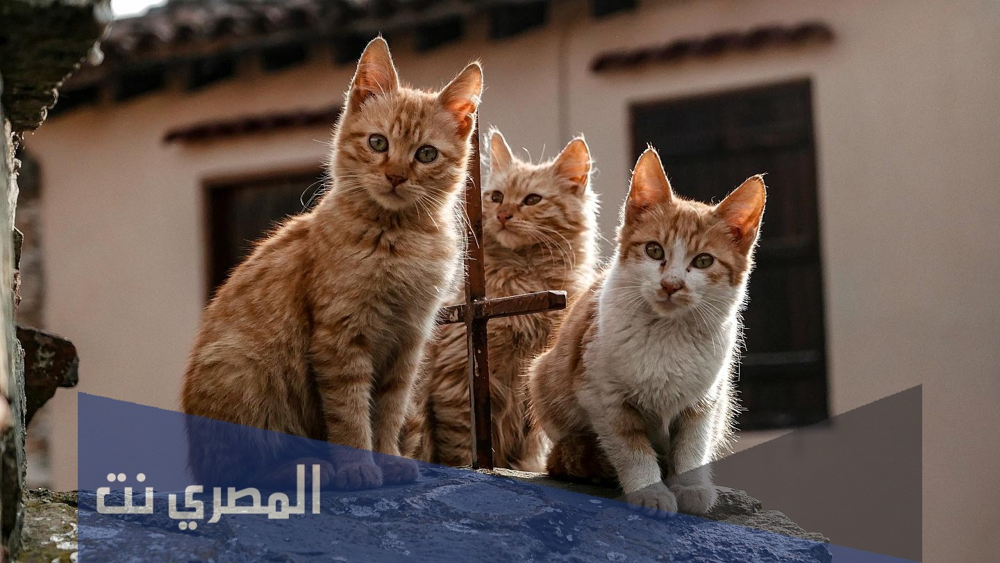 هل القطط ترى الجن ؟