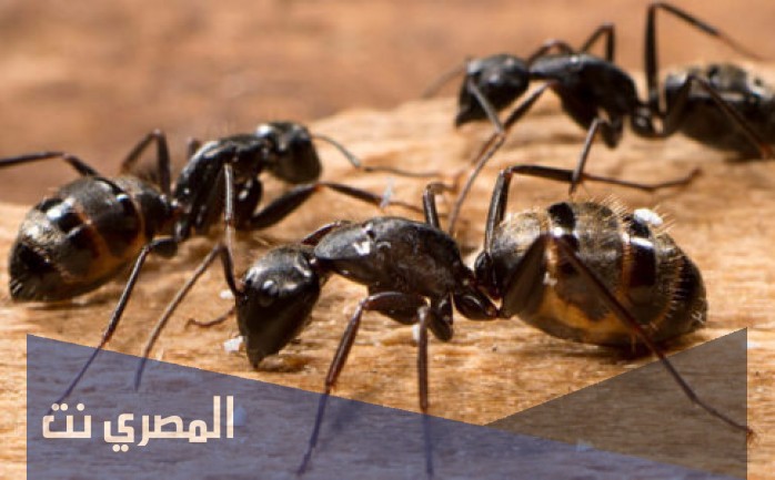 ما هو تفسير النمل في المنام