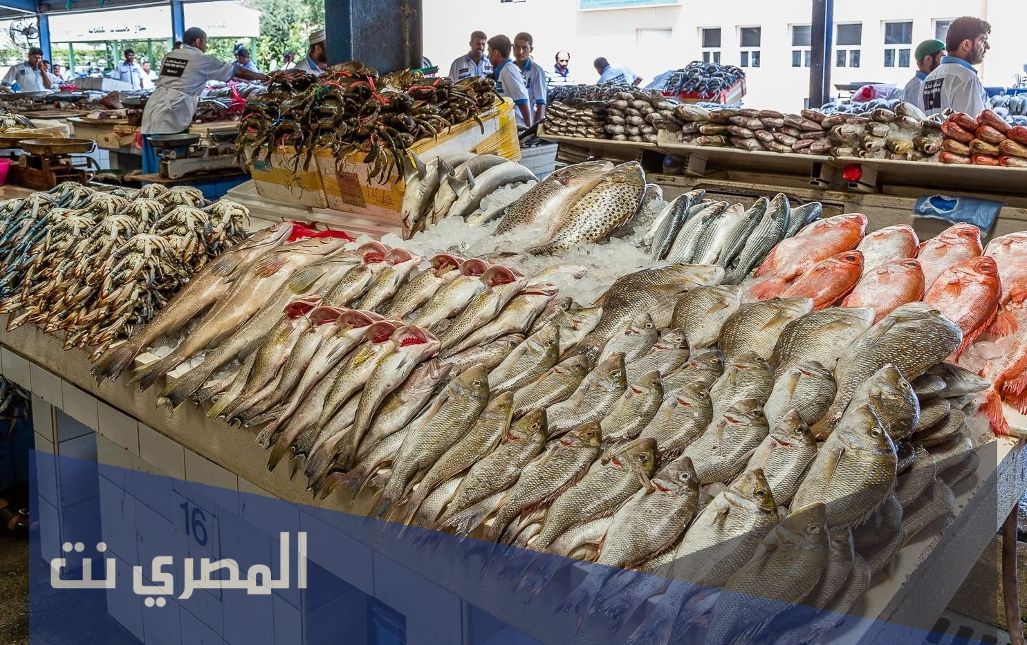 خطوات دراسة جدوى مشروع مزرعة اسماك
