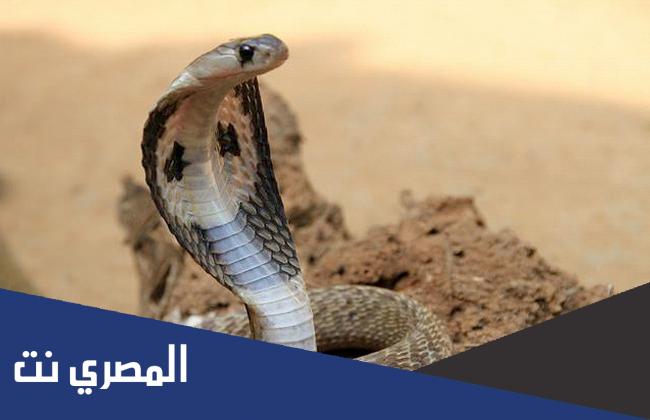 معلومات عن الثعابين في مصر وأنواعها
