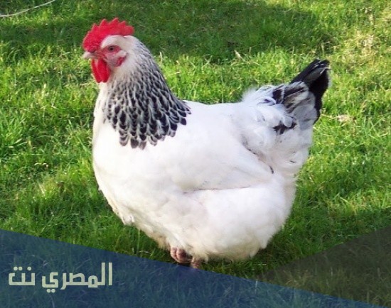 ما هو تفسير الاحلام والرؤي الدجاج في المنام
