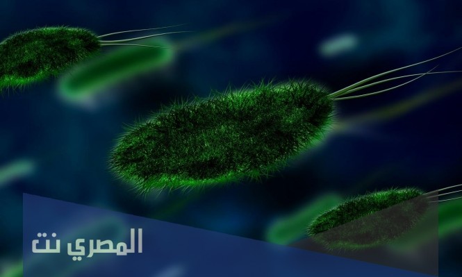 سيفازولين Cefazolin مضاد حيوي لعلاج البكتريا والالتهابات