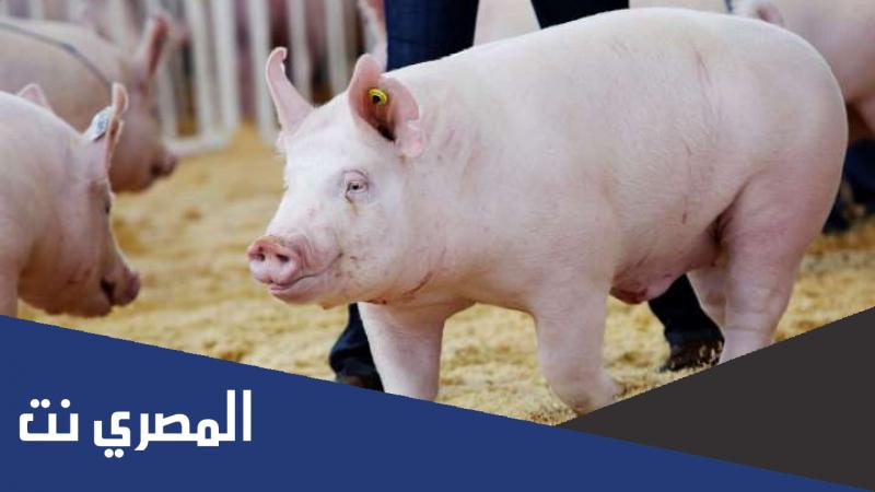 معلومات لا تعرفها عن أضرار لحم الخنزير