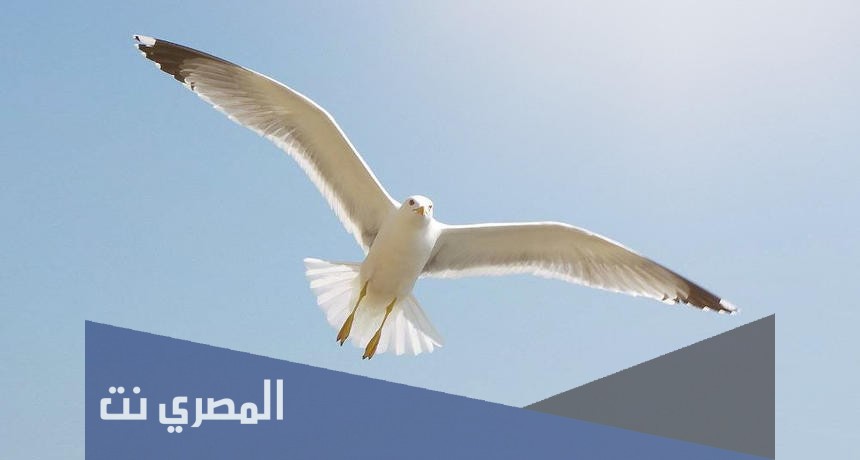 ما هو تفسير رؤية طيور النورس في المنام