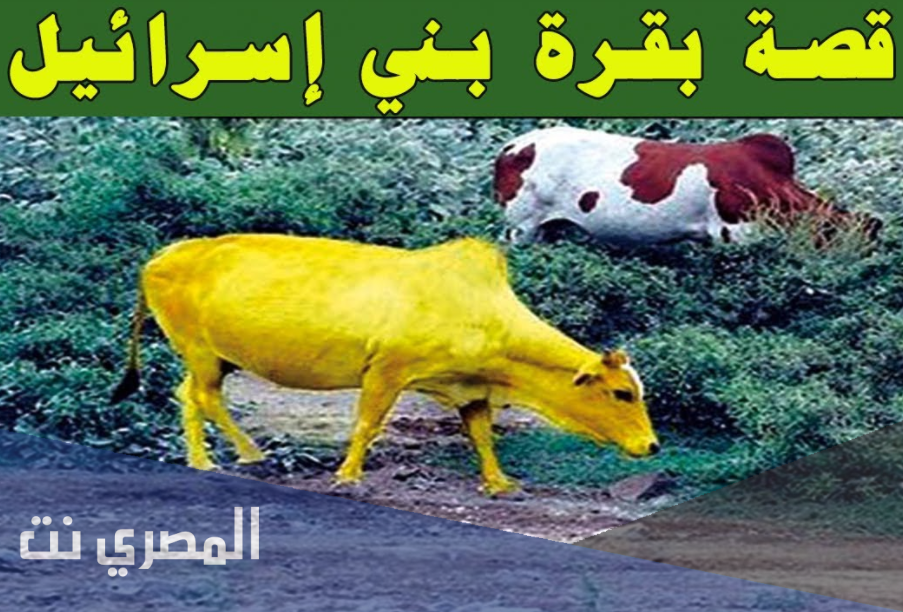 قصة بقرة بني إسرائيل : من روائع القصص القرآني