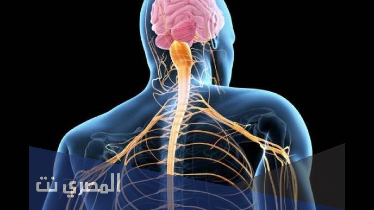 الاعصاب الدماغية في جسم الانسان