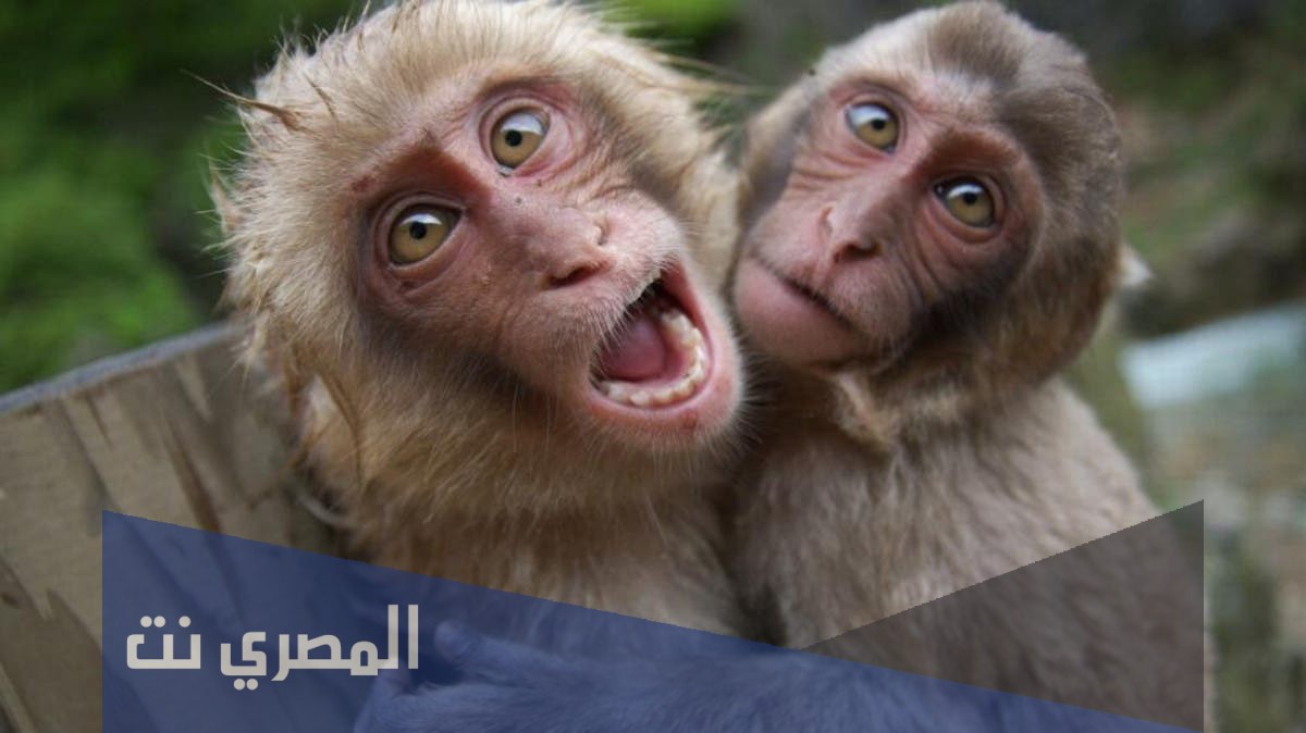 ماهو الفيروس القردي الذي قتل طبيبا صينيا