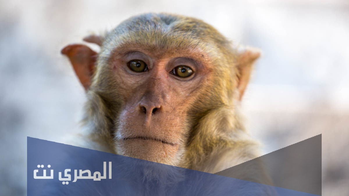 ماهو الفيروس القردي ويكيبيديا