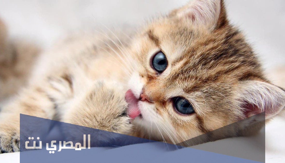 هل فعلا تختفي القطط يوم عيد الأضحى