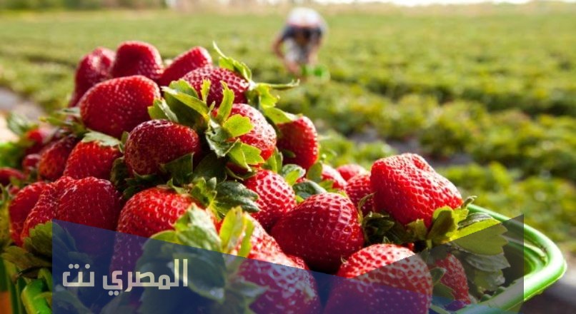 ما هو تفسير الفراولة في المنام