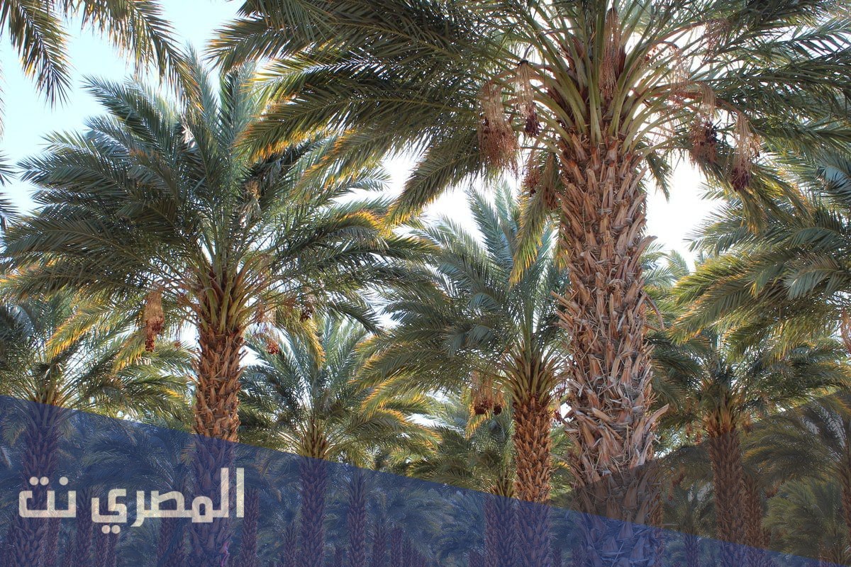 ما معنى كلمه الفسيل