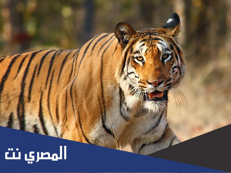 معلومات عن النمر وفصائله