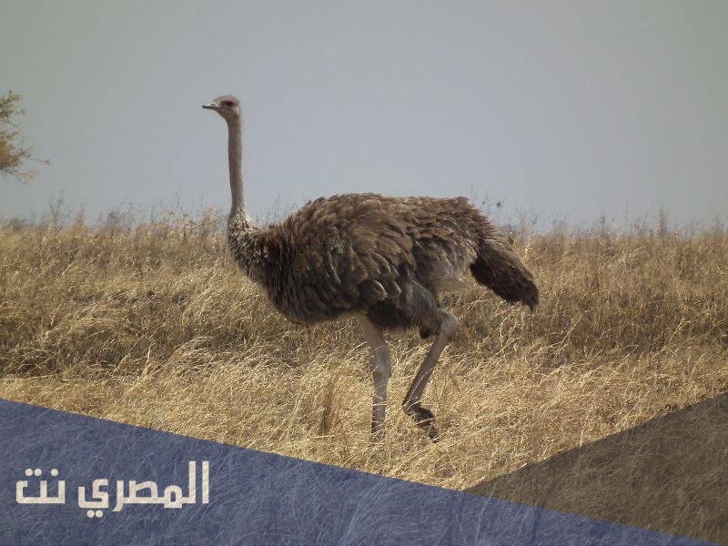 تفسير رؤية النعامة في المنام لابن سيرين