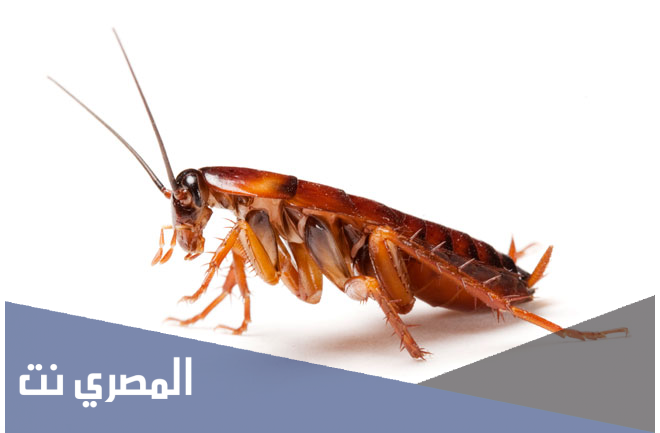 ماهو تفسير رؤية الصراصير في المنام