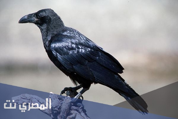 تفسير الاحلام والرؤي الغراب