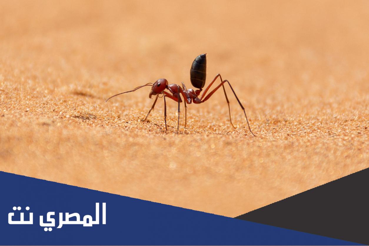 نصائح لاستخدام زيت النمل