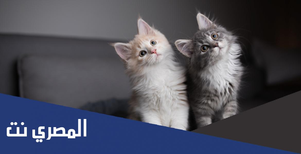 معلومات عن القطط وكيفية التعامل معها