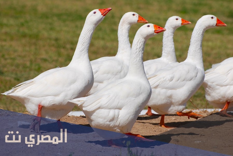 تفسير رؤية الإوز فى حلم الرجل والمرأة في المنام