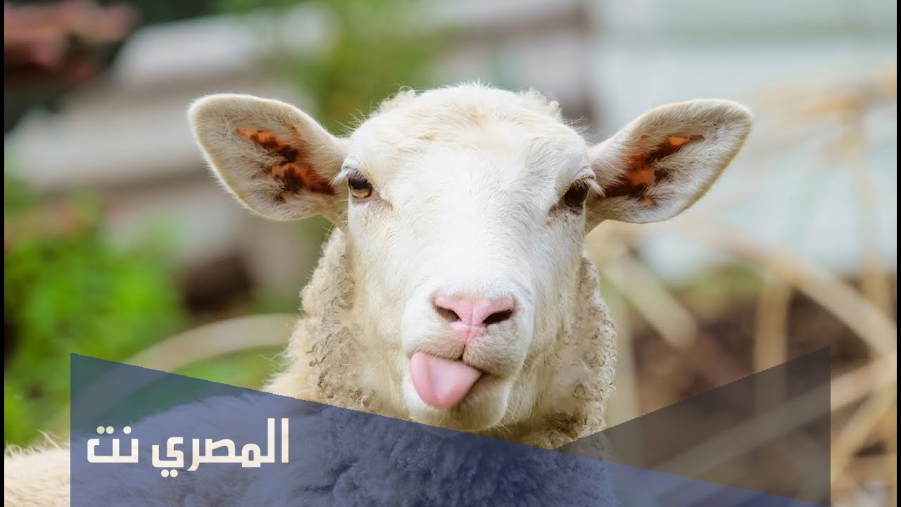 صور خروف العيد 2021 .. اجمل بوستات خروف عيد الاضحى 1442