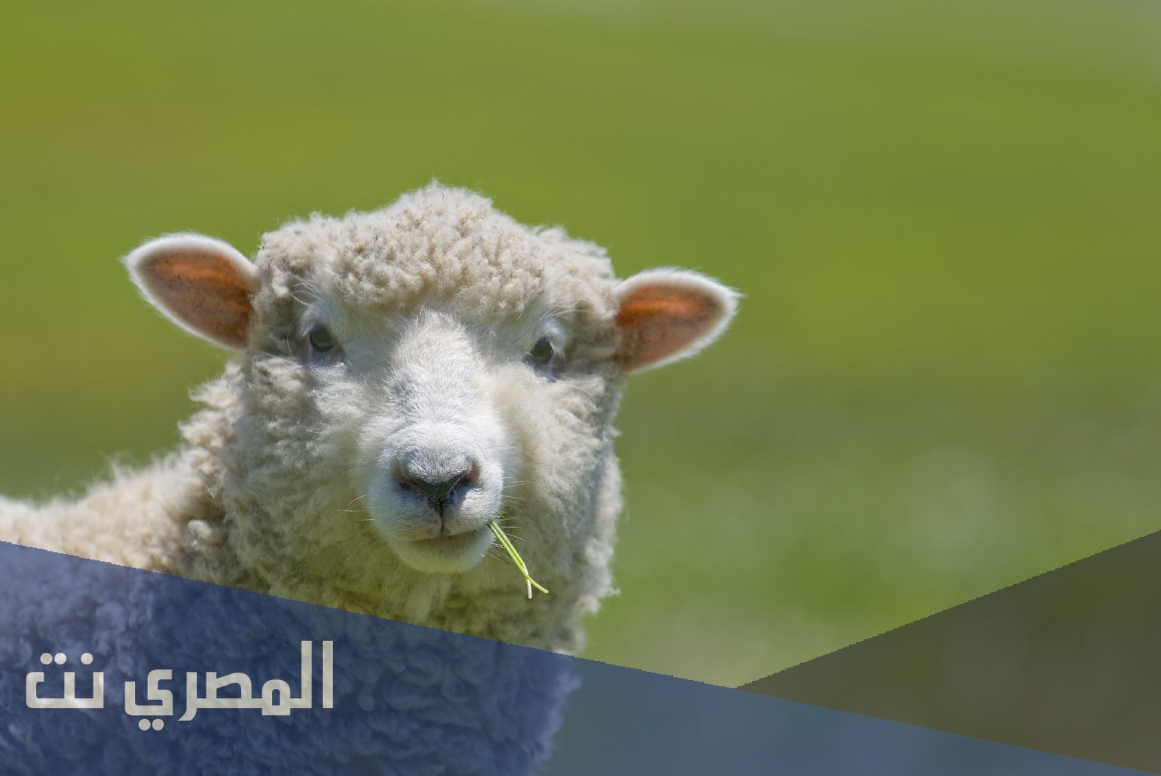 كيفية ذبح الخروف وسلخه بالخطوات