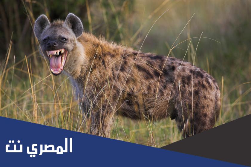معلومات لا تعرفها عن الضبع