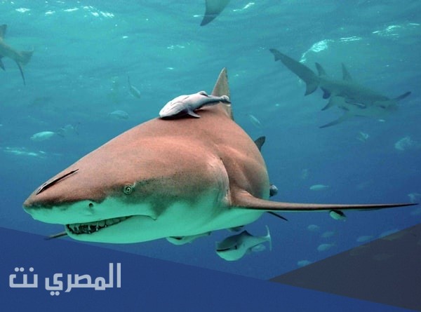 ما هو تفسير رؤية القرش في المنام