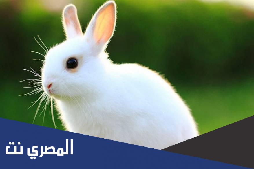 معلومات عن فوائد الأرانب بالتفصيل