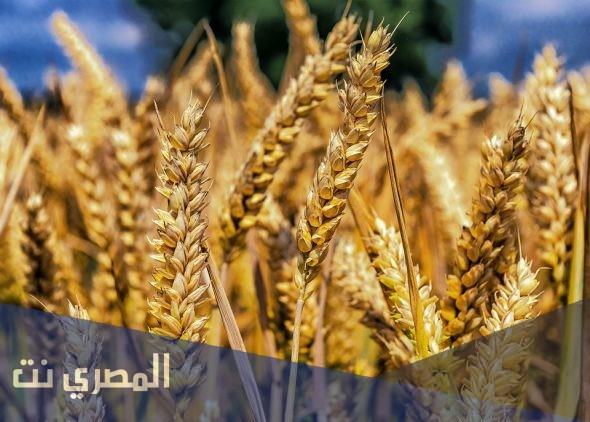 ما هو تفسير حلم القمح في المنام