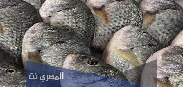 أسرار صيد السمك البلطي