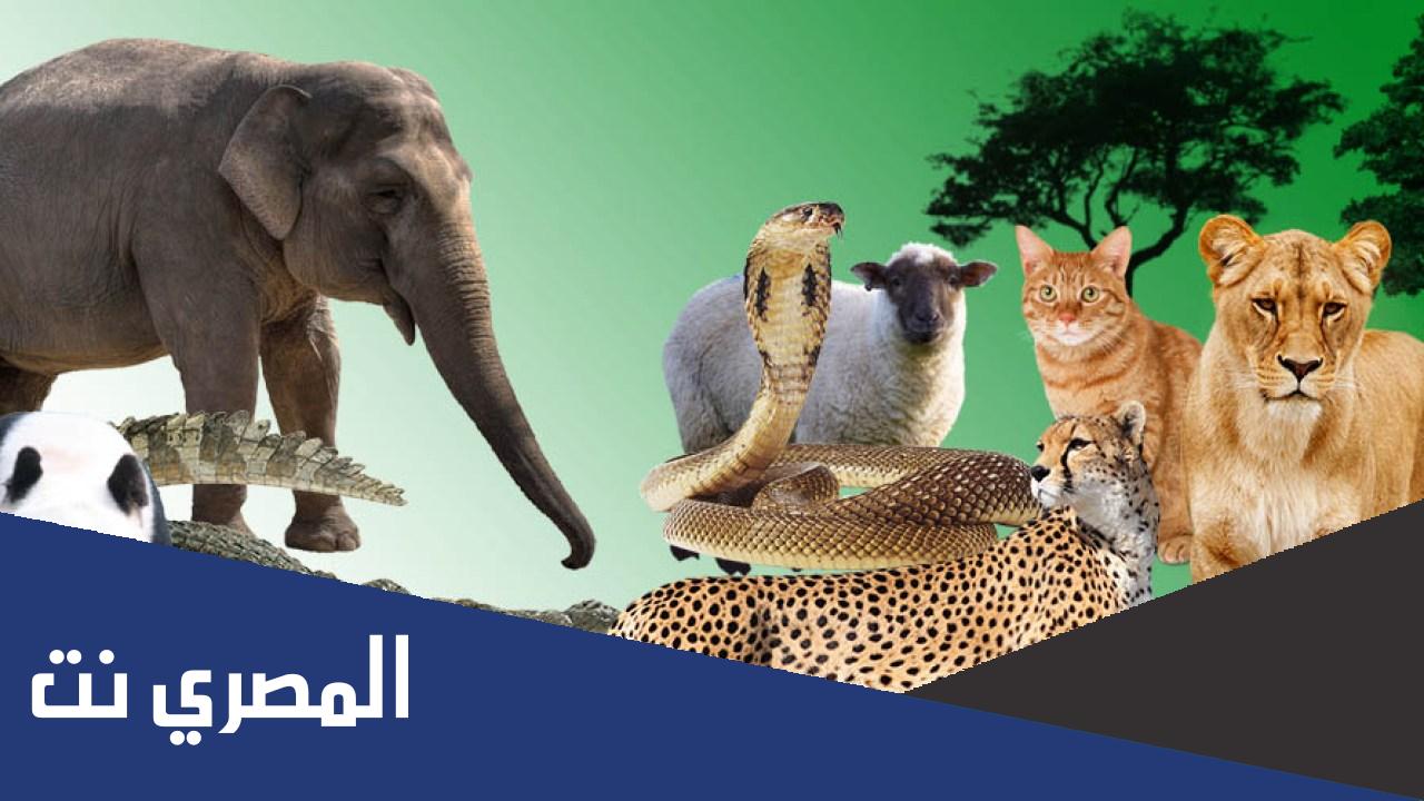 أشهر الحيوانات المفترسة