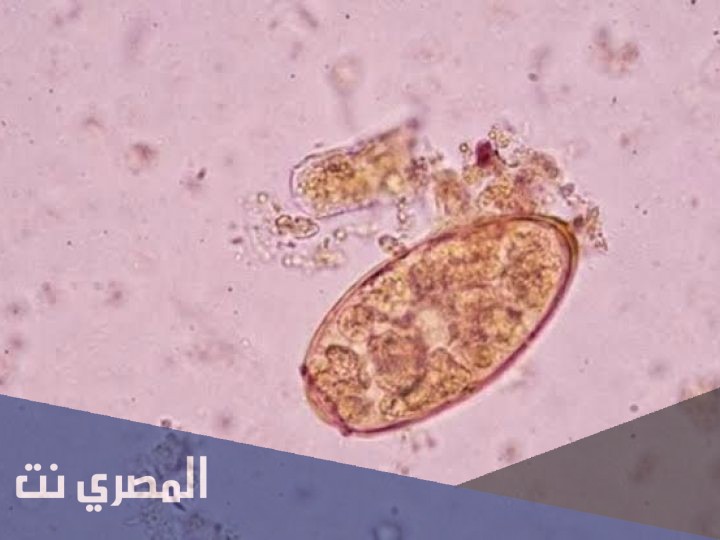أقراص برازيكوانتيل لعلاج البلهارسيا وتأثيره