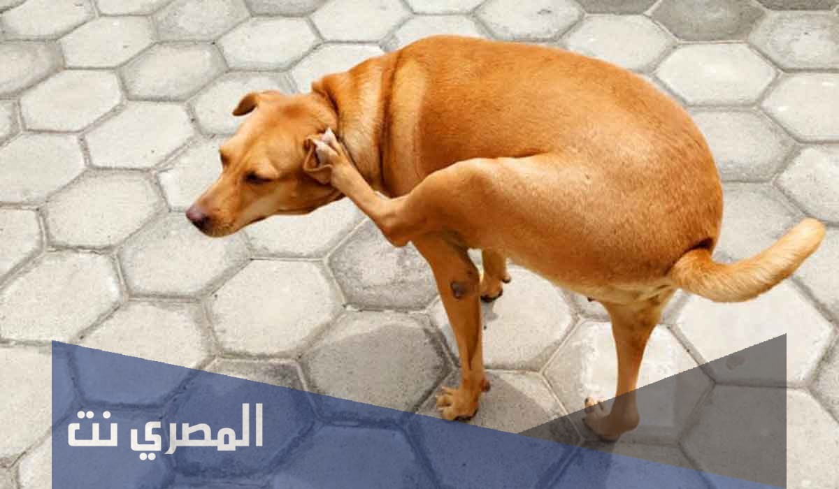 أمراض الكلاب الجلدية وكيفية علاجها