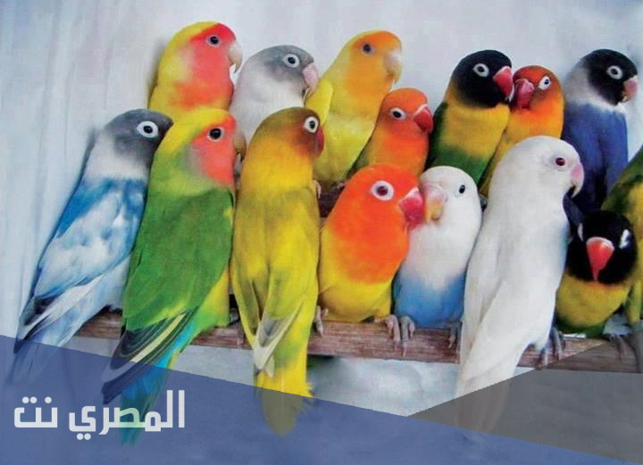 أنواع عصافير الزينة واسمائها واسعارها 2021