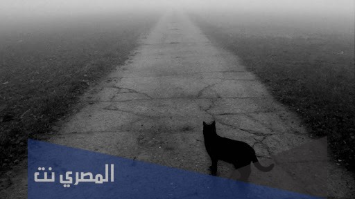 أين تختفي القطط صباح عيد الأضحى المبارك؟