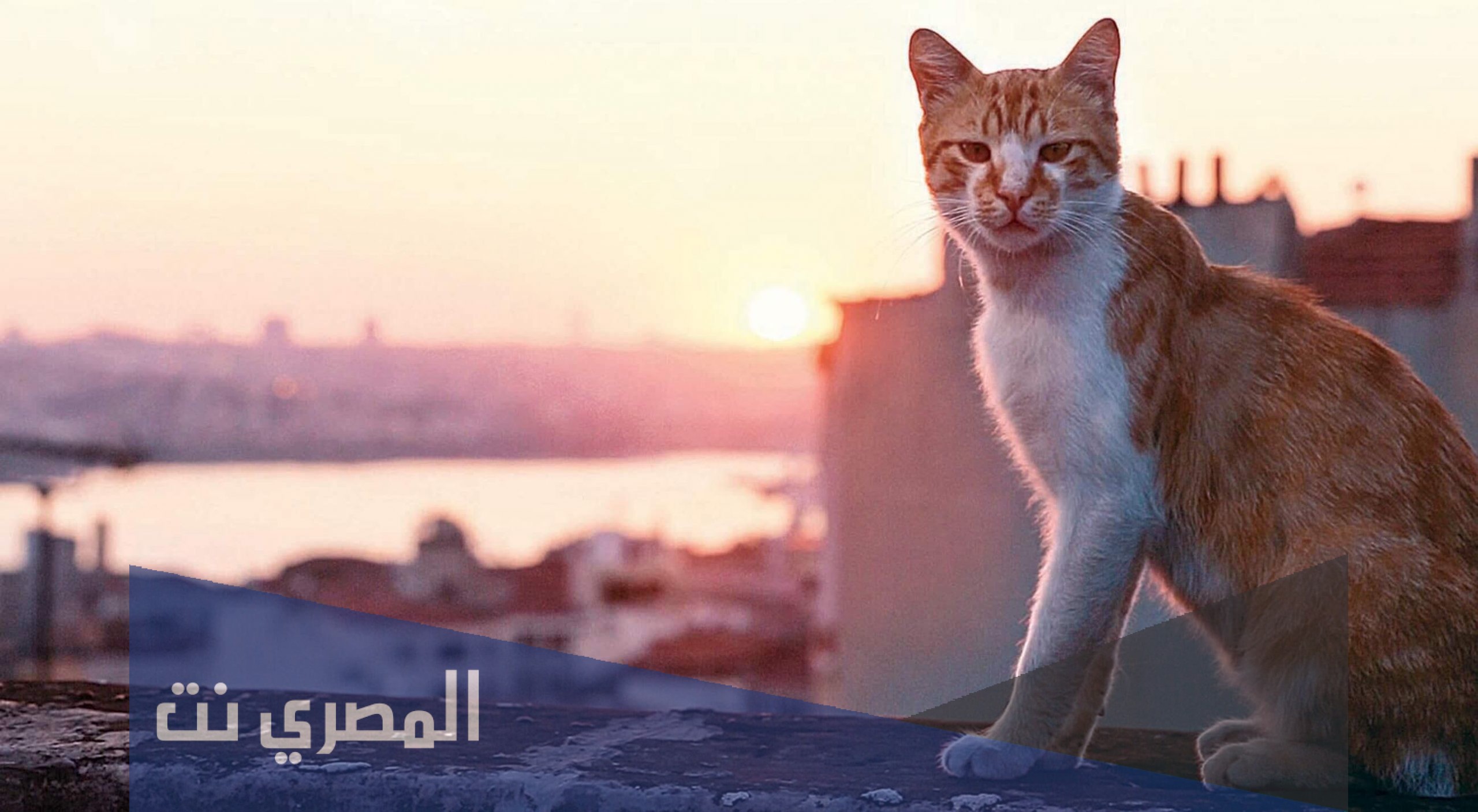 أين تذهب القطط يوم عيد الأضحى ولماذا تختفي
