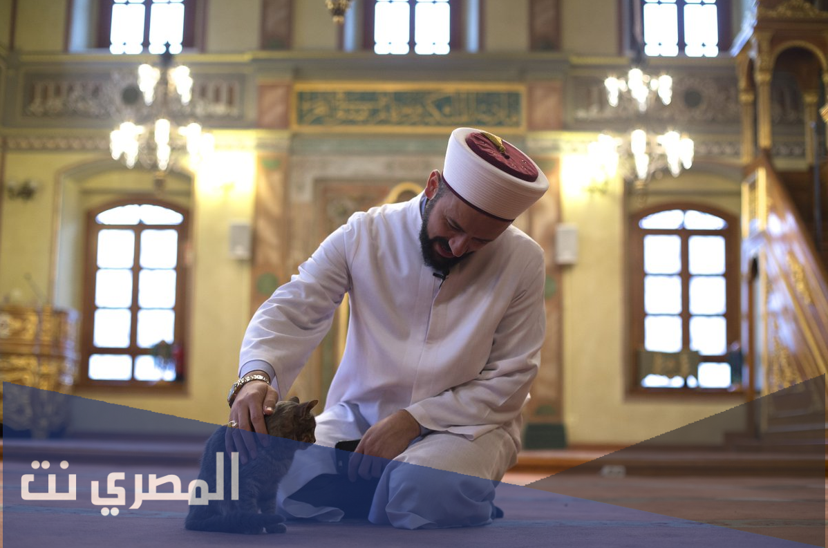 ارقام شيوخ فتوى يردون بسرعه